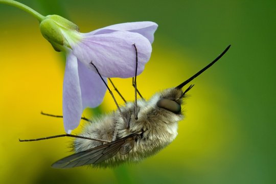 Bee Fly (Bombyliidae) on Cuckoo Flower, North Hesse, Hesse, Germany, Europe