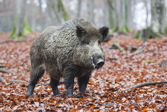 Wild boar (Sus scrofa), tusker