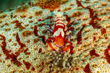 Emperor shrimp, Periclimenes imperator, is a organism of shrimp with a wide distribution across the Indo-Pacific