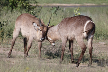 Wasserbock / Waterbuck / Kobus ellipsiprymnus