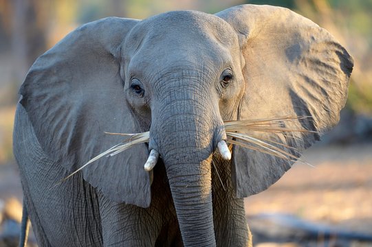 African Elephant (Loxodonta africana), with dry palm leaves in the mouth, Lower Zambezi National Park, Zambia, Africa