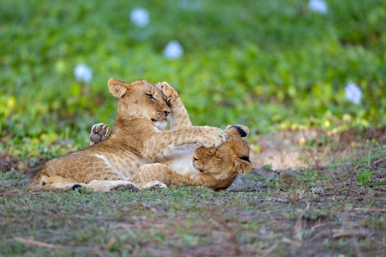 Young lions (Panthera leo), lion cubs, playfighting, Lower Zambezi National Park, Zambia, Africa