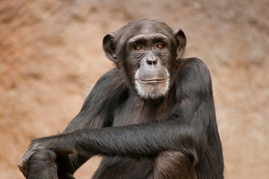 Western Chimpanzee or West African Chimpanzee (Pan troglodytes verus), captive, Saxony, Germany, Europe