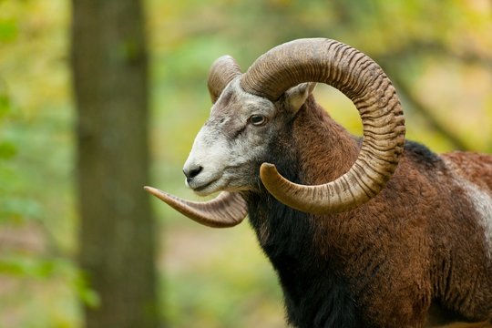 Mouflon (Ovis ammon musimon), ram, captive, Saxony, Germany, Europe