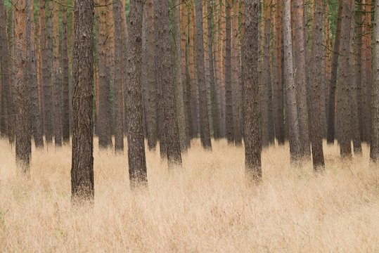 Scots Pines (Pinus sylvestris), pine monoculture, pine forest, Holzacker, Lower Saxony, Germany, Europe