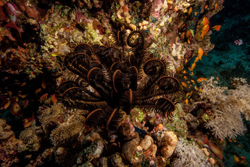 Feather Star underwater