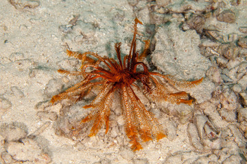 Feather Star underwater
