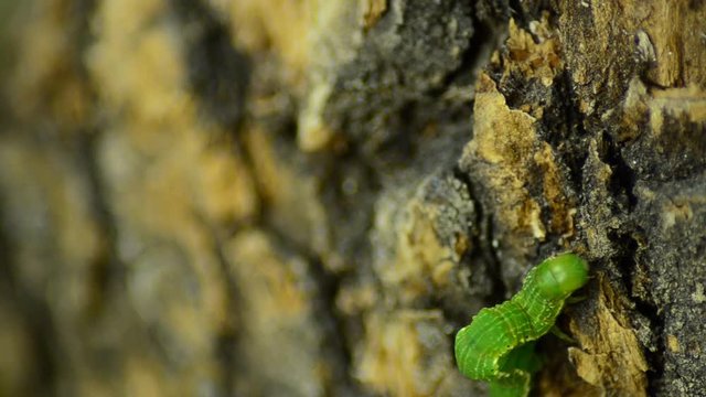 Caterpillar Biston betularia. Forest pest caterpillar