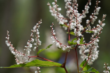 white flowers