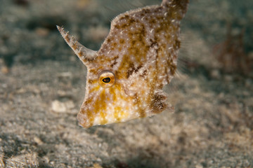 Seagrass Filefish - Acreichthys tomentosus