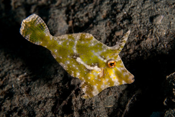Seagrass Filefish green coloring - Acreichthys tomentosus