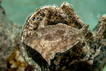 Seagrass Filefish gray coloring - Acreichthys tomentosus
