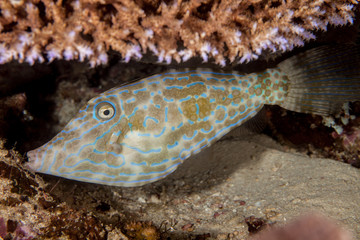 Scraweled Filefish - Aluterus scriptus