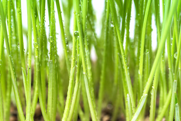 Obraz na płótnie Canvas Close up of green grass with raindrop