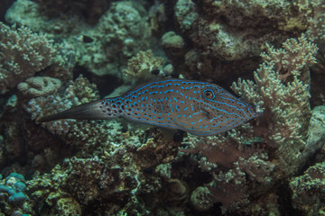 Obraz premium Scraweled Filefish - Aluterus scriptus