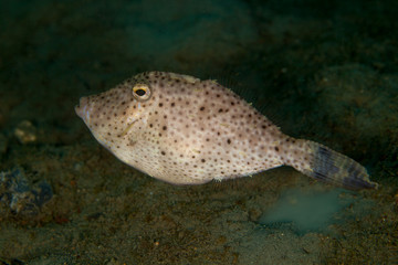 Fototapeta premium Smallspotted leatherjacket (Strap-weed File-fish) - Pseudomonacanthus macrurus
