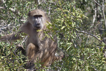 Bärenpavian / Chacma Baboon / Papio ursinus.