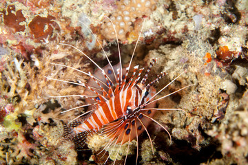 Spotfin Lionfish - Pterois antennata