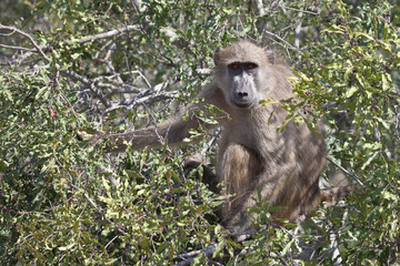 Bärenpavian / Chacma Baboon / Papio ursinus.