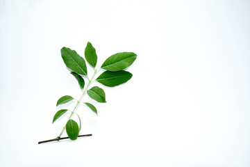 Indian sandalwood - Santalum album Leaves with White Background Isolated