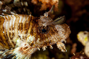 Common Lionfish (Turkeyfish, Red Lionfish) - Pterois volitans