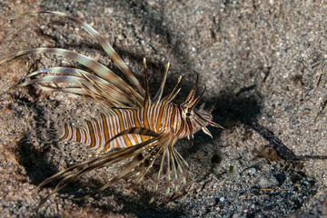 Common Lionfish (Turkeyfish, Red Lionfish) - Pterois volitans