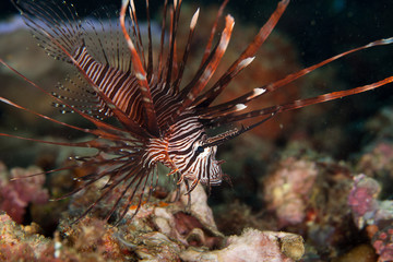 Naklejka na ściany i meble Common Lionfish (Turkeyfish, Red Lionfish) - Pterois volitans