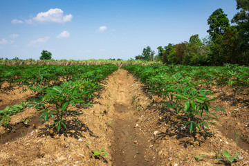 Cassava Landwirtschaft