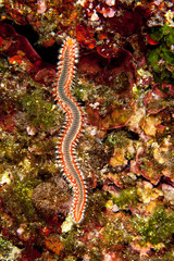 Bearded Fireworm, Hermodice carunculata