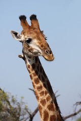 Giraffe / Giraffe / Giraffa Camelopardalis