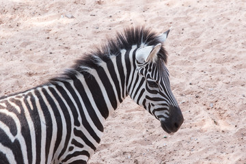 Fototapeta na wymiar Zebra's head