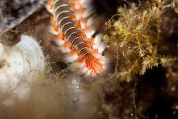 Bearded Fireworm, Hermodice carunculata