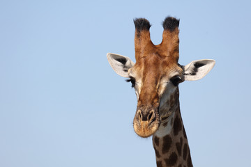 Obraz premium Giraffe / Giraffe / Giraffa Camelopardalis