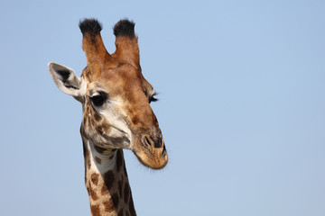 Giraffe / Giraffe / Giraffa Camelopardalis
