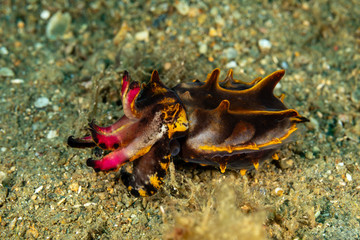 Flamboyant Cuttlefish, Metasepia pfefferi, is a species of cuttlefish occurring in tropical Indo-Pacific waters