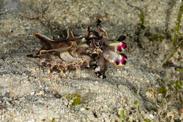 Flamboyant Cuttlefish, Metasepia pfefferi, is a species of cuttlefish occurring in tropical Indo-Pacific waters