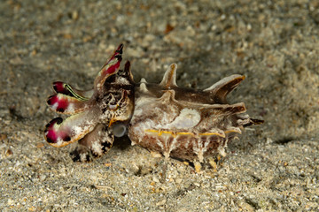 Flamboyant Cuttlefish, Metasepia pfefferi, is a species of cuttlefish occurring in tropical Indo-Pacific waters