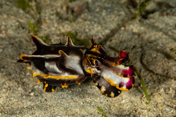 Flamboyant Cuttlefish, Metasepia pfefferi, is a species of cuttlefish occurring in tropical Indo-Pacific waters