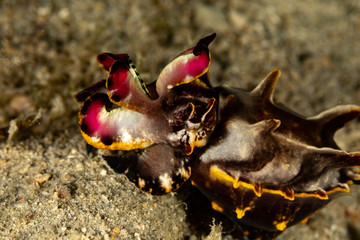 Flamboyant Cuttlefish, Metasepia pfefferi, is a species of cuttlefish occurring in tropical Indo-Pacific waters