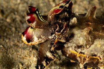 Flamboyant Cuttlefish, Metasepia pfefferi, is a species of cuttlefish occurring in tropical Indo-Pacific waters