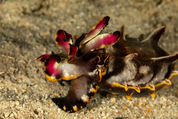 Flamboyant Cuttlefish, Metasepia pfefferi, is a species of cuttlefish occurring in tropical Indo-Pacific waters