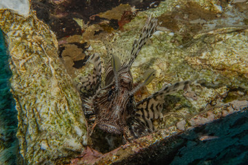 Lion fish in the Red Sea colorful fish, Eilat Israel