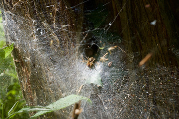 Spider waiting in its net on a tree