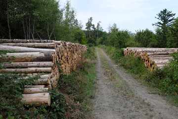 Fototapeta na wymiar Holzstapel mit Baumstämmen im Wald - Stockfoto