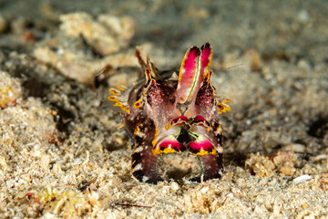 Flamboyant Cuttlefish, Metasepia pfefferi, is a species of cuttlefish occurring in tropical Indo-Pacific waters