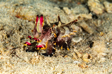 Flamboyant Cuttlefish, Metasepia pfefferi, is a species of cuttlefish occurring in tropical Indo-Pacific waters