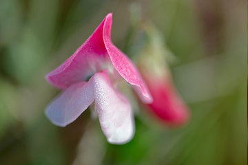 Wild flower of the fuchsia cyclamen species