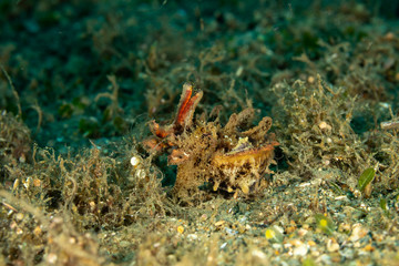 Flamboyant Cuttlefish, Metasepia pfefferi, is a species of cuttlefish occurring in tropical Indo-Pacific waters