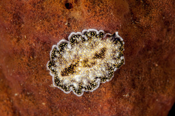 Acanthozoon sp. Flatworm