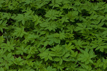 Fototapeta na wymiar Vernal plants in Plana mountain, Bulgaria